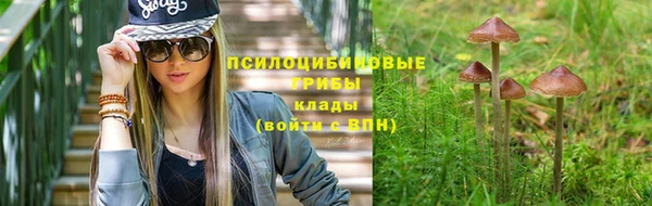 PSILOCYBIN Бородино